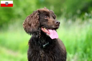 Lire la suite à propos de l’article Éleveurs de Field Spaniel et chiots en Thuringe