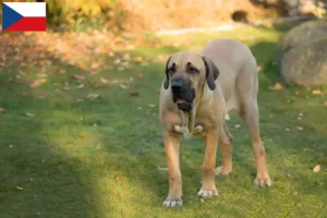 Lire la suite à propos de l’article Éleveurs de Fila Brasileiro et chiots en République tchèque