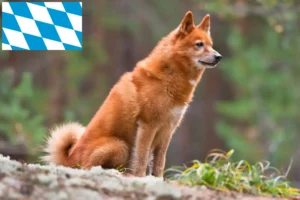 Lire la suite à propos de l’article Finnenspitz Éleveurs et chiots en Bavière