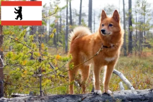 Lire la suite à propos de l’article Finnenspitz Éleveurs et chiots à Berlin