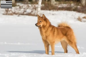 Lire la suite à propos de l’article Éleveurs de Finnois et chiots en Bretagne