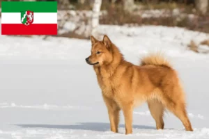 Lire la suite à propos de l’article Finnenspitz Éleveurs et chiots en Rhénanie-du-Nord-Westphalie