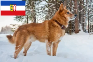 Lire la suite à propos de l’article Finnenspitz Éleveurs et chiots dans le Schleswig-Holstein