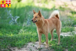 Lire la suite à propos de l’article Éleveurs de Finnois et chiots en Auvergne-Rhône-Alpes