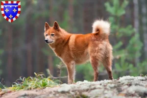 Lire la suite à propos de l’article Éleveurs de Finnois et chiots en Centre-Val de Loire