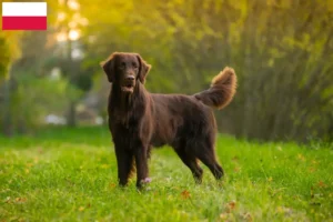 Lire la suite à propos de l’article Éleveurs de Flat Coated Retrievers et chiots en Pologne