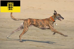 Lire la suite à propos de l’article Éleveurs de Galgo Espanol et chiots en Baden-Württemberg