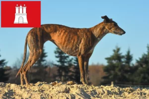 Lire la suite à propos de l’article Éleveurs de Galgo Espanol et chiots à Hambourg