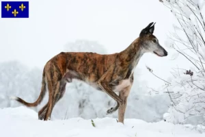 Lire la suite à propos de l’article Éleveurs de Galgo Espanol et chiots en Île-de-France