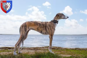 Lire la suite à propos de l’article Éleveurs de Galgo Espanol et chiots en Pays de la Loire