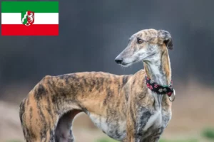 Lire la suite à propos de l’article Galgo Espanol éleveurs et chiots en Rhénanie du Nord-Westphalie