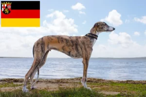 Lire la suite à propos de l’article Galgo Espanol éleveurs et chiots en Rhénanie-Palatinat