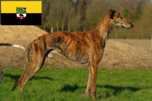 Lire la suite à propos de l’article Éleveurs de Galgo Espanol et chiots en Saxe-Anhalt