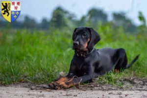 Lire la suite à propos de l’article Gończy Polski éleveurs et chiots en Hauts-de-France