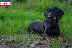 Lire la suite à propos de l’article Gończy Polski éleveurs et les chiots dans le Mecklembourg-Poméranie occidentale