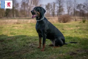 Lire la suite à propos de l’article Gończy Polski éleveurs et chiots en Nouvelle-Aquitaine