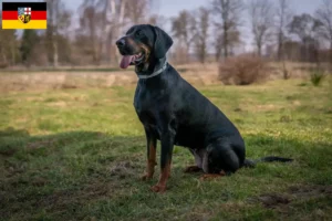 Lire la suite à propos de l’article Gończy Polski éleveurs et chiots en Sarre