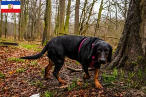 Lire la suite à propos de l’article Gończy Polski éleveurs et chiots dans le Schleswig-Holstein