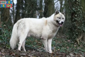 Lire la suite à propos de l’article Éleveurs de chiens du Groenland et chiots en Bourgogne-Franche-Comté