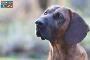 Lire la suite à propos de l’article Éleveurs de chiens suiveurs hanovriens et chiots en Bourgogne-Franche-Comté