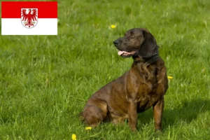 Lire la suite à propos de l’article Éleveurs de chiens suiveurs hanovriens et chiots dans le Brandebourg