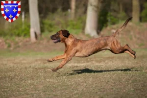 Lire la suite à propos de l’article Éleveurs de chiens suiveurs hanovriens et chiots en Centre-Val de Loire