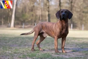 Lire la suite à propos de l’article Éleveurs de chiens suiveurs hanovriens et chiots en Grand Est