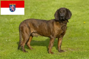 Lire la suite à propos de l’article Éleveurs de chiens suiveurs hanovriens et chiots en Hesse