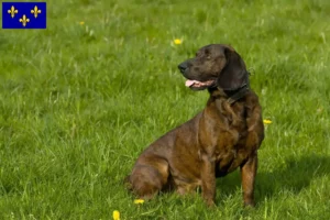 Lire la suite à propos de l’article Éleveurs de chiens suiveurs hanovriens et chiots en Île-de-France