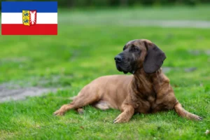 Lire la suite à propos de l’article Éleveurs de chiens suiveurs de Hanovre et chiots dans le Schleswig-Holstein