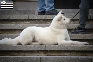 Lire la suite à propos de l’article Éleveurs de Hokkaido et chiots en Bretagne