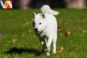 Lire la suite à propos de l’article Éleveurs de Hokkaido et chiots en Grand Est