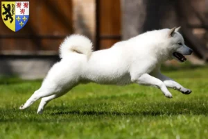 Lire la suite à propos de l’article Éleveurs de Hokkaido et chiots en Hauts-de-France