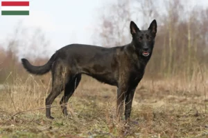 Lire la suite à propos de l’article Hollandse Herdershond éleveurs et chiots en Hongrie