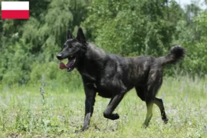 Lire la suite à propos de l’article Hollandse Herdershond éleveurs et chiots en Pologne