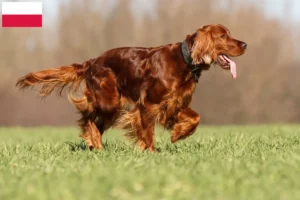 Lire la suite à propos de l’article Éleveurs d’Irish Red Setter et chiots en Pologne