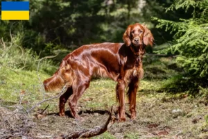 Lire la suite à propos de l’article Irish Red Setter éleveurs et chiots en Ukraine