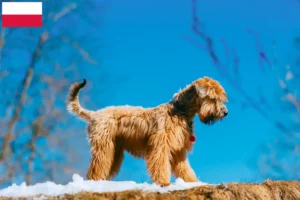 Lire la suite à propos de l’article Irish Soft Coated Wheaten Terrier Éleveurs et chiots en Pologne