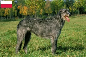 Lire la suite à propos de l’article Éleveurs d’Irish Wolfhounds et chiots en Pologne