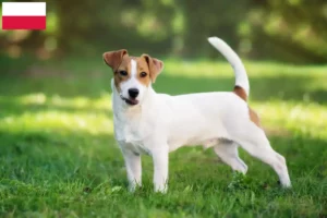 Lire la suite à propos de l’article Éleveurs de Jack Russell et chiots en Pologne