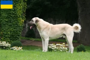 Lire la suite à propos de l’article Éleveurs de Kangal et chiots en Ukraine