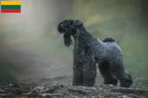 Lire la suite à propos de l’article Eleveurs de Kerry Blue Terrier et chiots en Lituanie