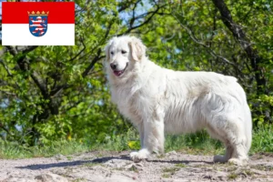 Lire la suite à propos de l’article Éleveurs de Kuvasz et chiots en Hesse