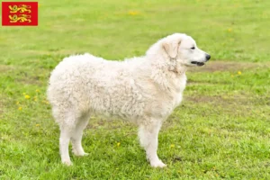 Lire la suite à propos de l’article Éleveurs de Kuvasz et chiots en Normandie