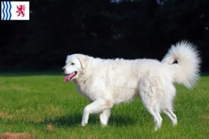 Lire la suite à propos de l’article Éleveurs de Kuvasz et chiots en Nouvelle-Aquitaine