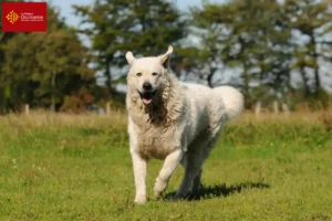 Lire la suite à propos de l’article Éleveurs de Kuvasz et chiots en Occitanie