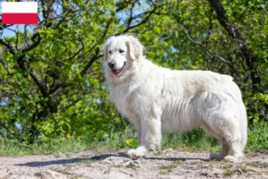 Lire la suite à propos de l’article Éleveurs de Kuvasz et chiots en Pologne