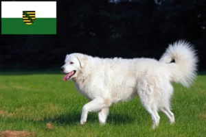 Lire la suite à propos de l’article Éleveurs de Kuvasz et chiots en Saxe