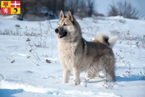 Lire la suite à propos de l’article Laika éleveurs et chiots en Auvergne-Rhône-Alpes