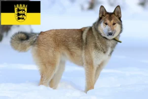 Lire la suite à propos de l’article Laika éleveurs et chiots en Baden-Württemberg